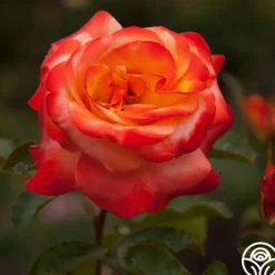 Sunita™><noscript><img width=