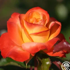 Sunita™><noscript><img width=