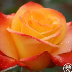 Sunita™><noscript><img width=