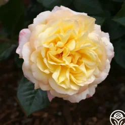 Sunny Abundance><noscript><img width=