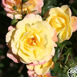 Sunny Abundance><noscript><img width=