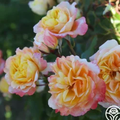Sunny Abundance><noscript><img width=