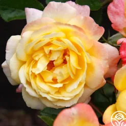 Sunny Abundance><noscript><img width=