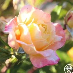 Sunny Abundance><noscript><img width=