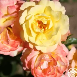 Sunny Abundance><noscript><img width=
