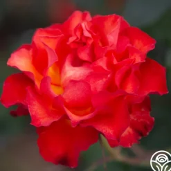 Sunrise At Heirloom™>Heirloom Roses Online