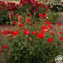 Sunrise At Heirloom™>Heirloom Roses Online