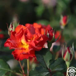 Sunrise At Heirloom™><noscript><img width=