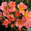 Sunset Happy Trails™>Heirloom Roses