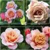 Sunset Tones Bouquet Collection>Heirloom Roses New