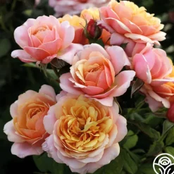 Sunset Tones Bouquet Collection>Heirloom Roses New