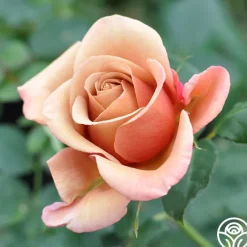 Sunset Tones Bouquet Collection><noscript><img width=