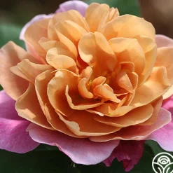 Sunset Tones Bouquet Collection><noscript><img width=