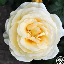Sunshine Daydream™>Heirloom Roses Outlet