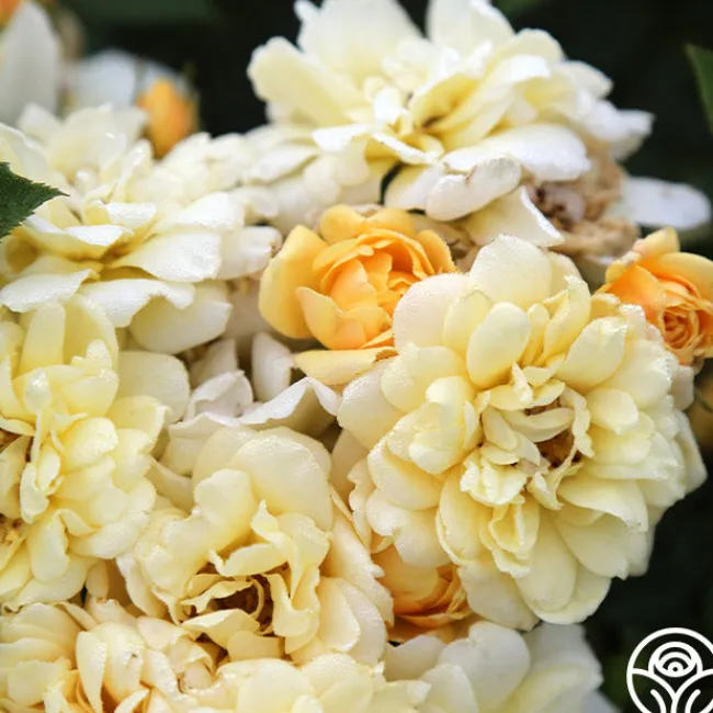 Sunshine Sally>Heirloom Roses Best