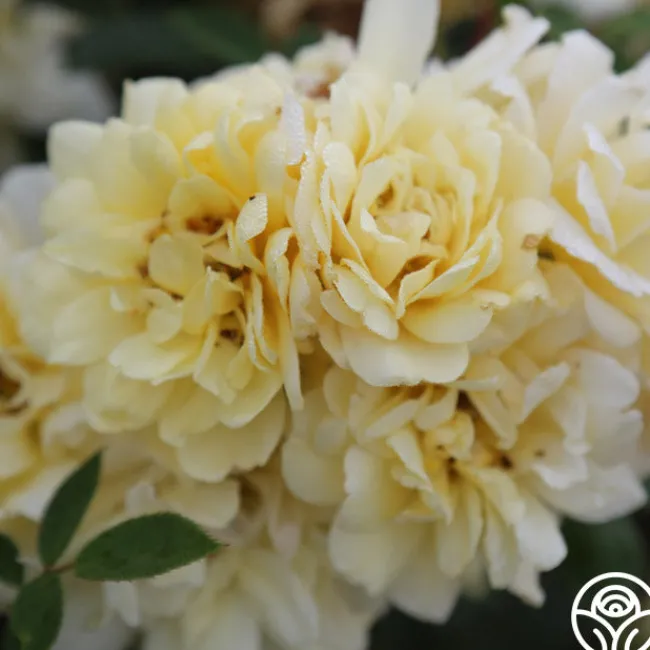 Sunshine Sally>Heirloom Roses Best