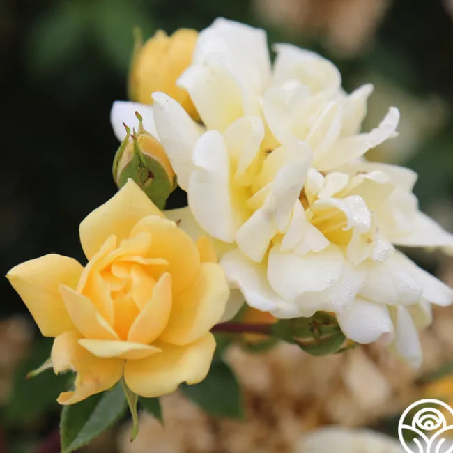 Sunshine Sally>Heirloom Roses Best