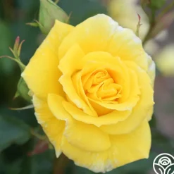 Sunsprite>Heirloom Roses Sale