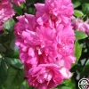 Super Dorothy®>Heirloom Roses Clearance