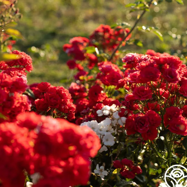 Super Elfin>Heirloom Roses Discount