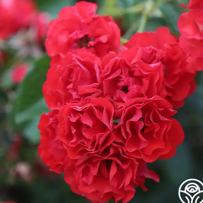 Super Elfin>Heirloom Roses Discount