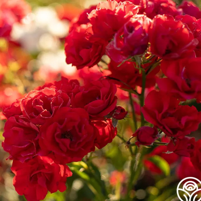 Super Elfin>Heirloom Roses Discount