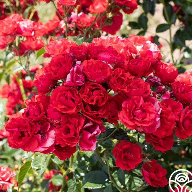 Super Elfin>Heirloom Roses Discount