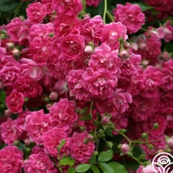 Super Excelsa>Heirloom Roses