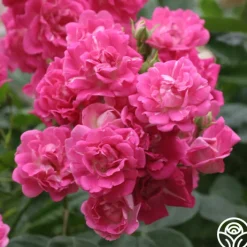 Super Excelsa>Heirloom Roses