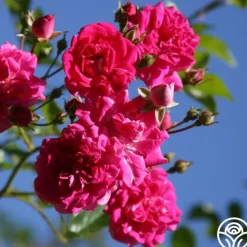 Super Excelsa><noscript><img width=