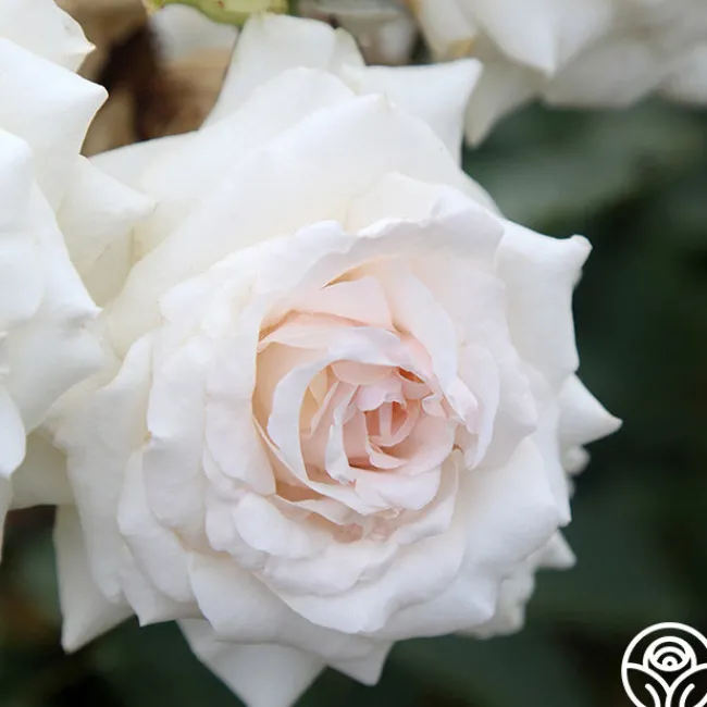 Swan Lake>Heirloom Roses Outlet