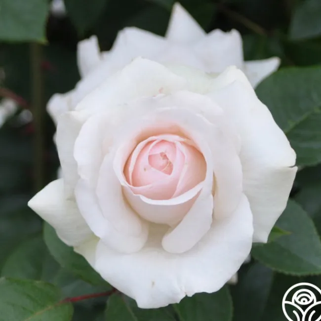 Swan Lake>Heirloom Roses Outlet
