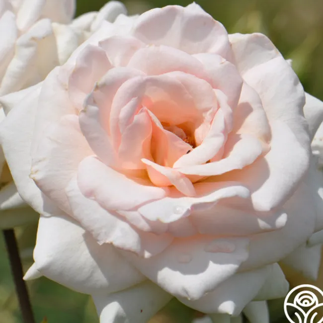 Swan Lake>Heirloom Roses Outlet