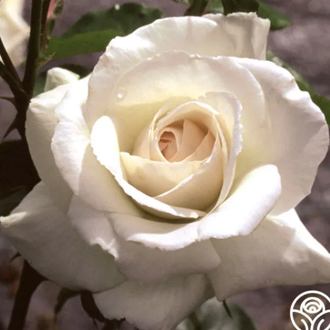 Swan Lake>Heirloom Roses Outlet