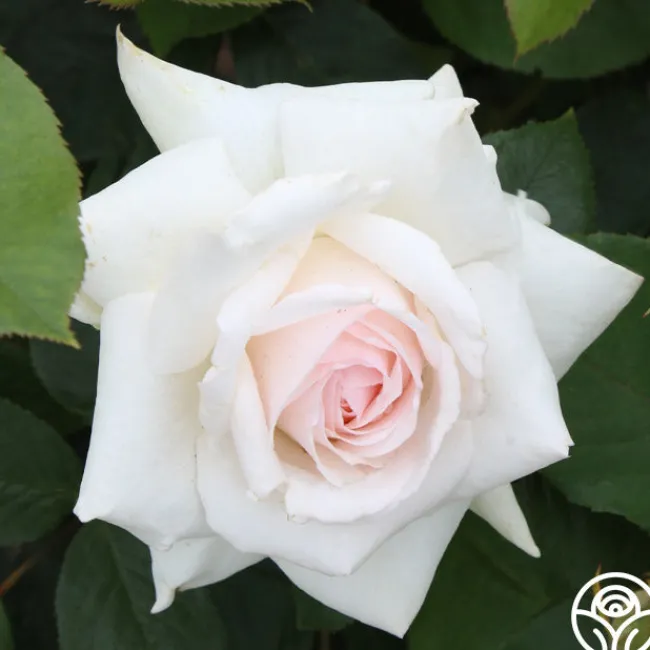 Swan Lake>Heirloom Roses Outlet