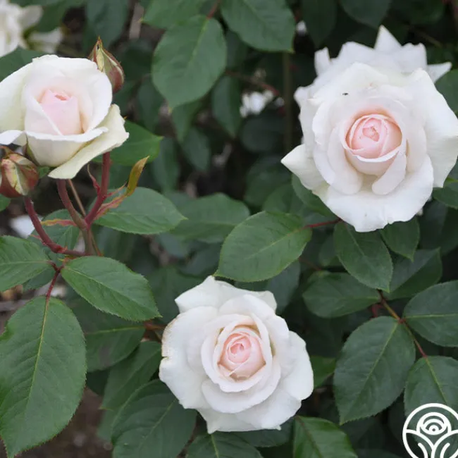 Swan Lake>Heirloom Roses Outlet