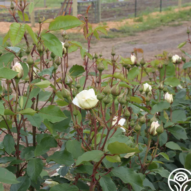 Swan Lake>Heirloom Roses Outlet