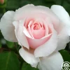Sweet Afton>Heirloom Roses Discount