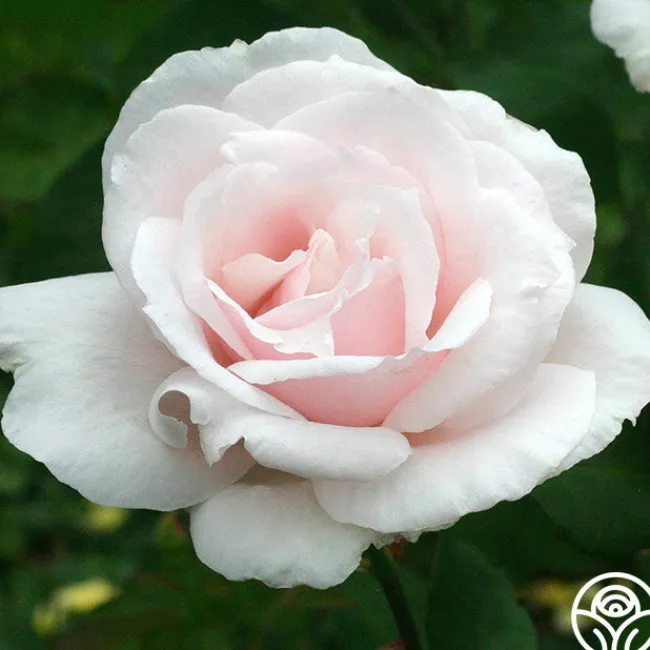 Sweet Afton>Heirloom Roses Discount
