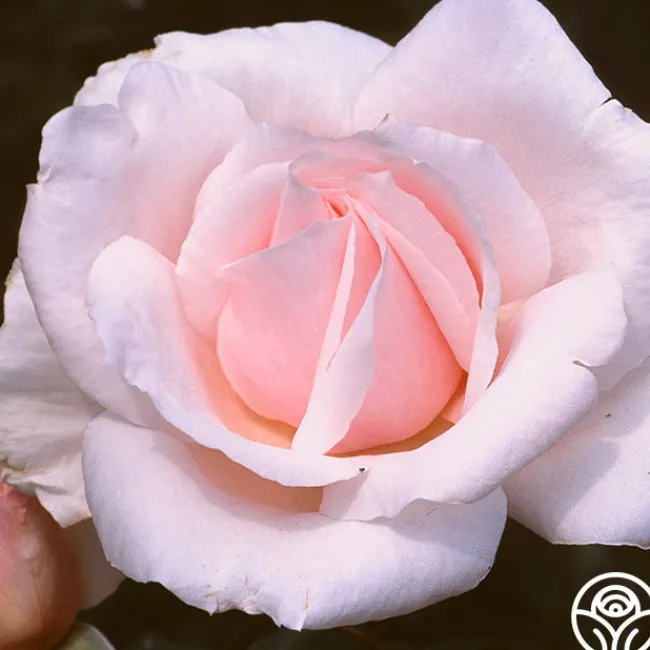 Sweet Afton>Heirloom Roses Discount