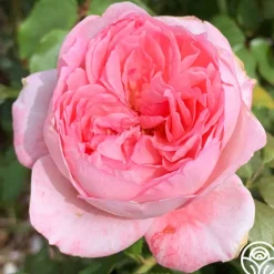 Sweet Eloise™>Heirloom Roses Discount