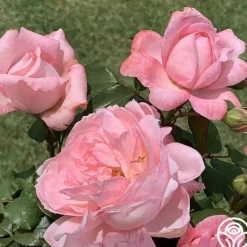 Sweet Eloise™>Heirloom Roses Discount