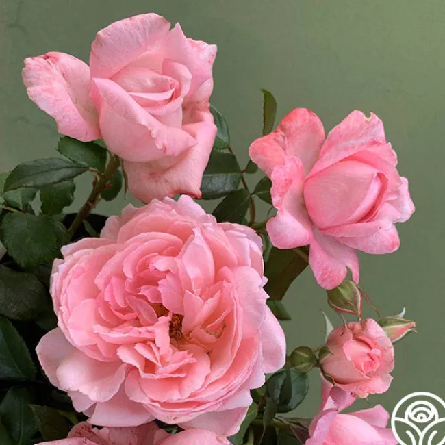 Sweet Eloise™>Heirloom Roses Discount