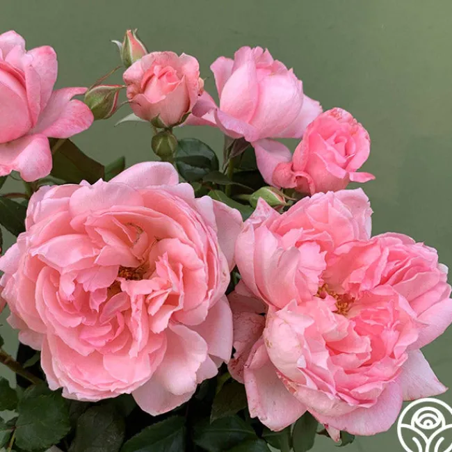 Sweet Eloise™>Heirloom Roses Discount