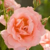 Sweet Fragrance>Heirloom Roses Clearance