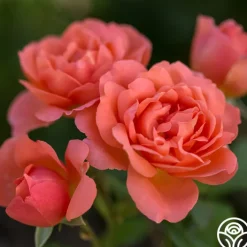 Sweet Fragrance><noscript><img width=
