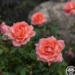Sweet Fragrance><noscript><img width=