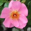 Sweet Haze®>Heirloom Roses Outlet