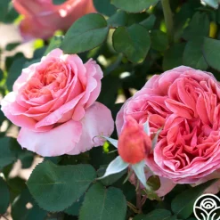 Sweet Mademoiselle™><noscript><img width=