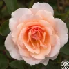 Sweet Sixteen™>Heirloom Roses Outlet